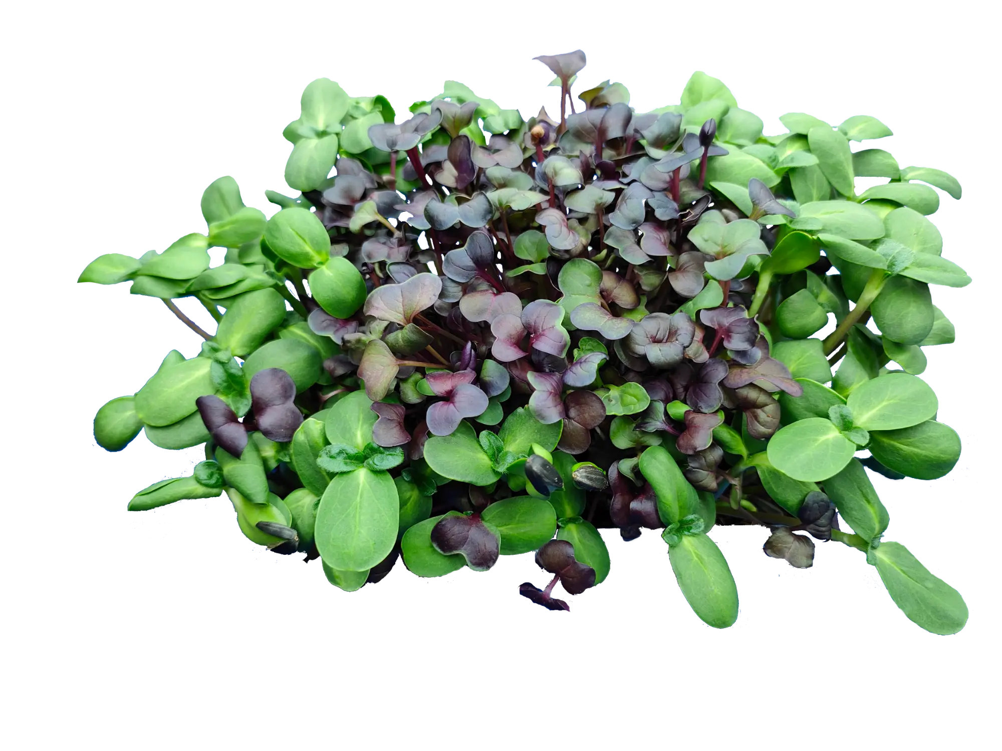 Radieschen und Sonnenblumen Microgreens Wachstum