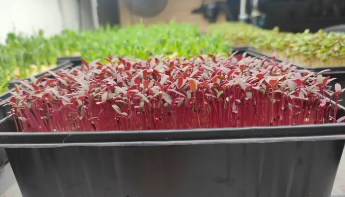 Amaranth Microgreens
