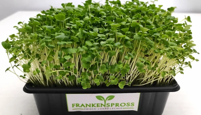 Brokkoli Microgreens