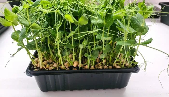 Erbsen Microgreens