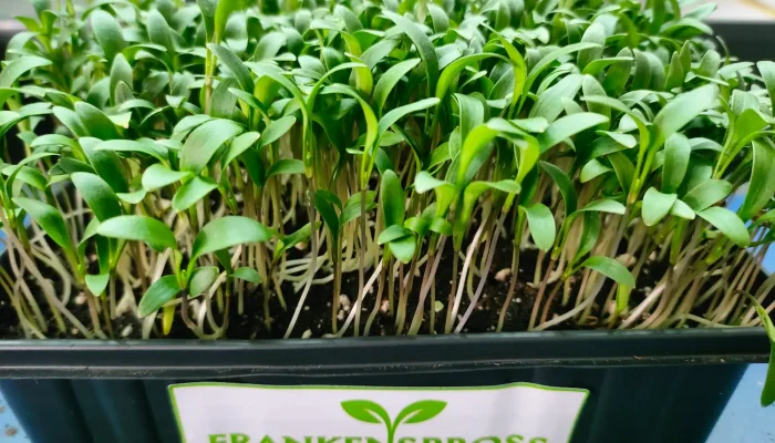 Koriander Microgreens