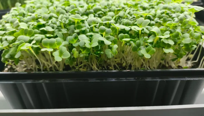 Mizuna Microgreens
