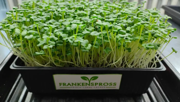 Pak Choi Microgreens