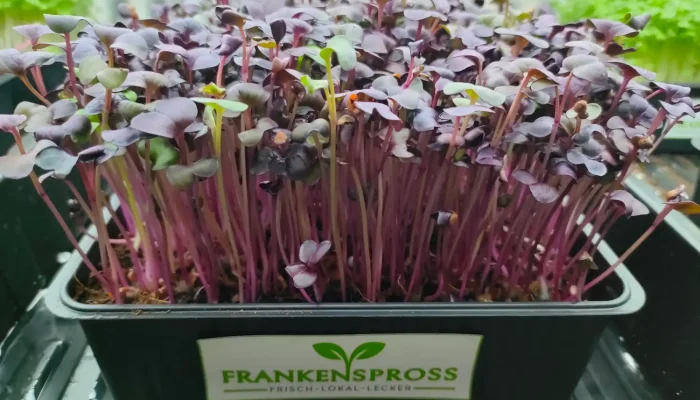 Radieschen Rot Microgreens