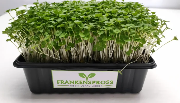 Rucola Microgreens